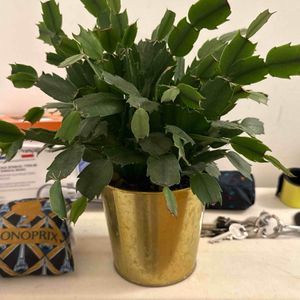 Shlumberger (aka decembriste) en excellent état 