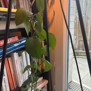 Bouture plante tombante 