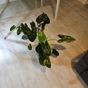Philodendron Burle Marx Variegata